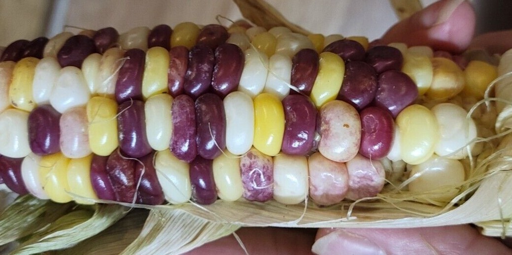 35+ ORGANIC Sweet Corn seeds Festivity USA-Grown NC. multicolor. Colored. Indian