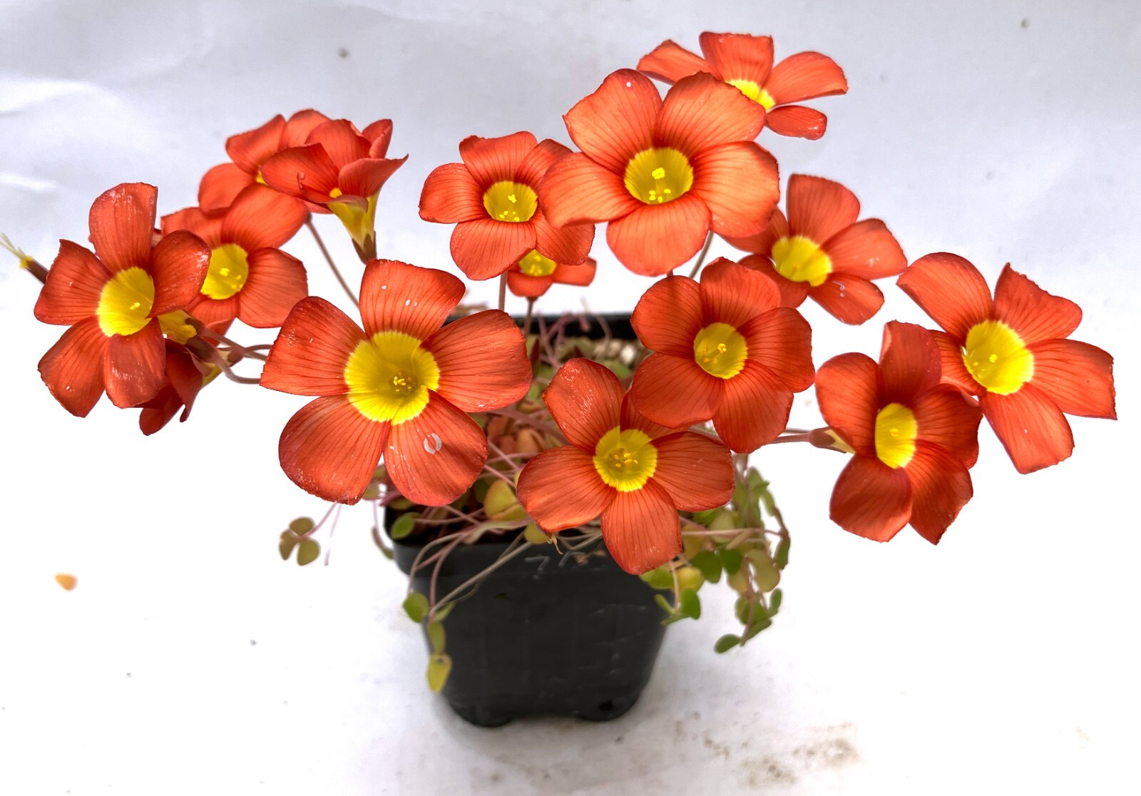SUCCULENT BULB SEED–Oxalis inequalis–20 Bulbils!