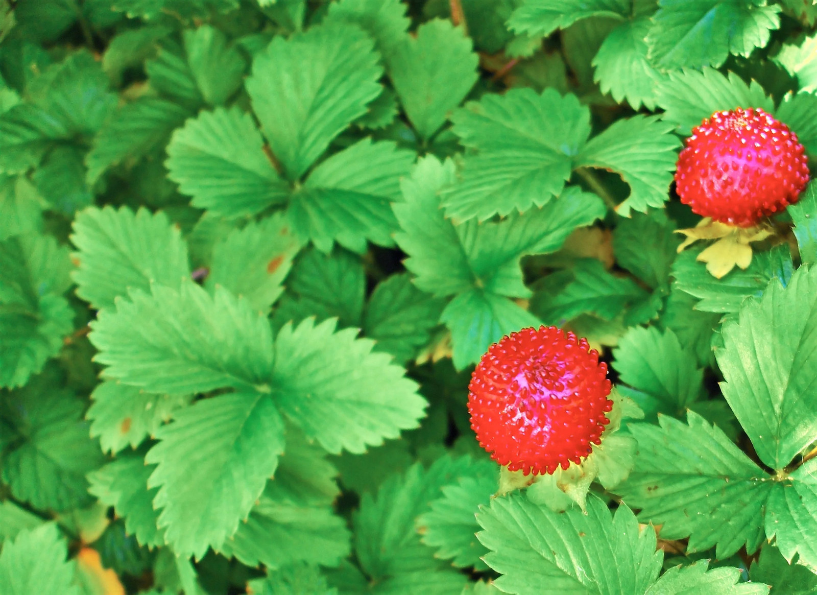50 ALEXANDRIA STRAWBERRY Everbearing Alpine Fragaria Vesca Red Berry Fruit Seeds