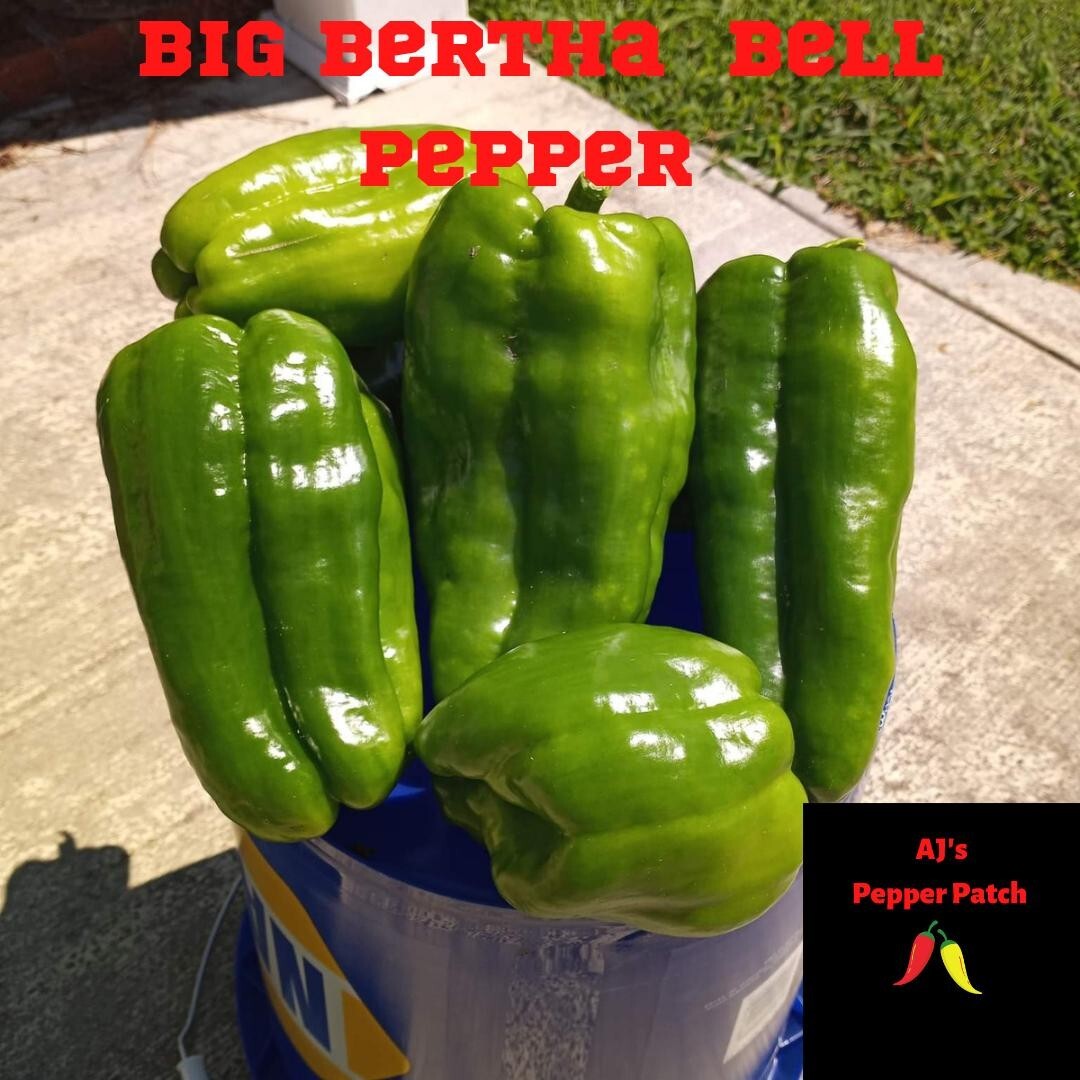 25 Sweet BIG BERTHA Bell Pepper Seeds no-gmo  Heirloom Organic RARE