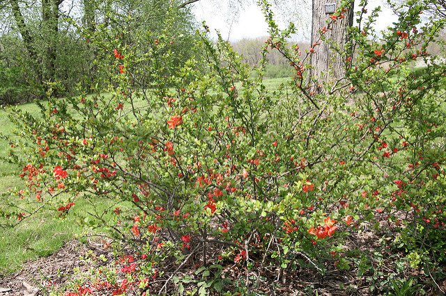 15 CORALINE QUINCE SEEDS – chaenomeles x superba cv corallina