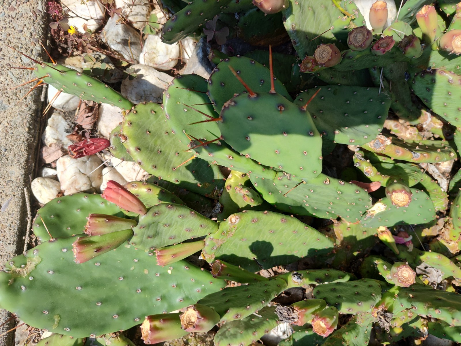Prickly Prickley Pear Cacti Winter hardy 15 pad cactus
