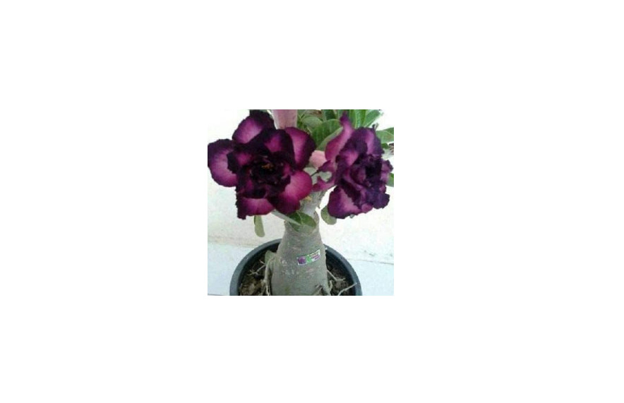 Thronesfarm 4 Purple Black Desert Rose Adenium Flowers Flower Perennial