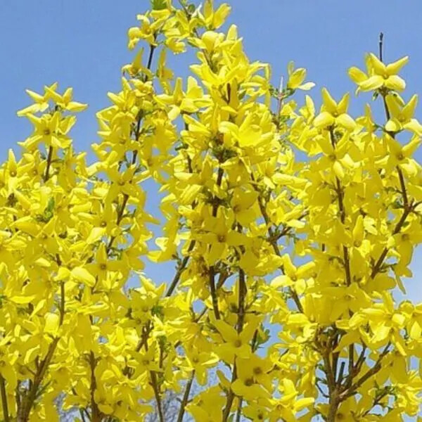 Lynwood Gold Forsythia Live Plant Fast Growing Upright Shrub Deciduous In 1Q Pot