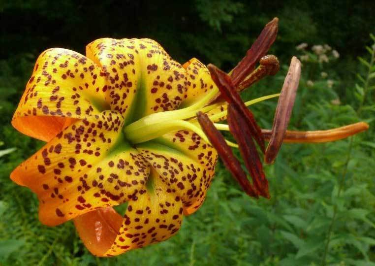 Lilium superbum | Turks-Cap | American Tiger | Turban Swamp Lily | 20_Seeds