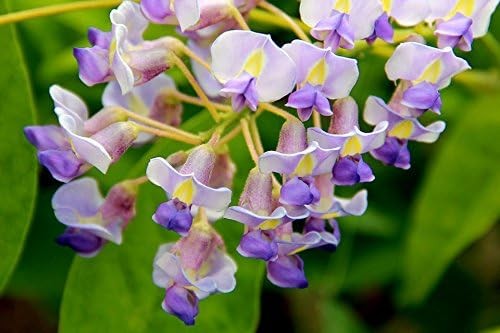 Blue Moon Wisteria Vine 2 Year Plant Fragrant Flowers Attract Hummingbirds