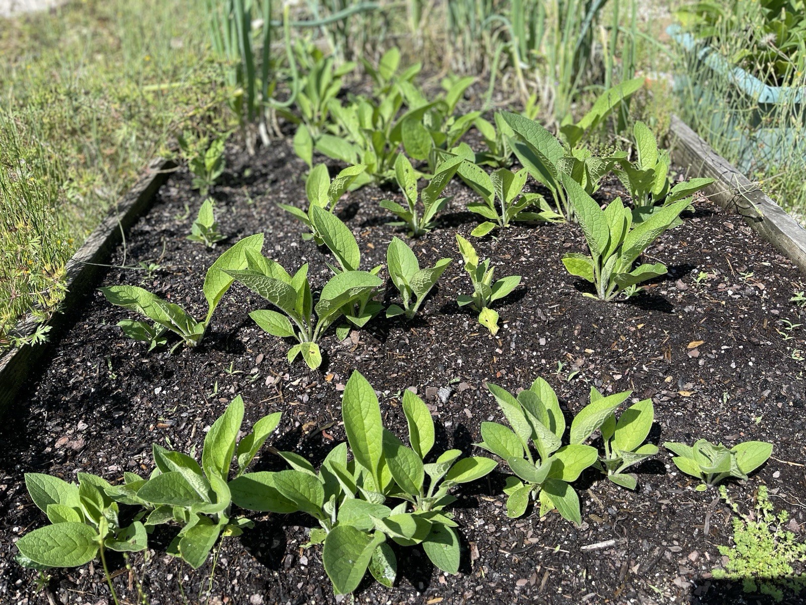 Russian Comfrey Bocking #14, (5) matured Root Cuttings or 1 Established plant