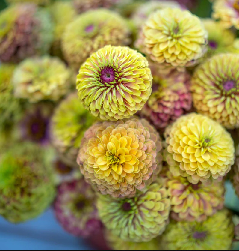 Zinnia QUEENY LIME with Blush Cut Flower Garden Elegant Blooms Heirloom 25 Seeds
