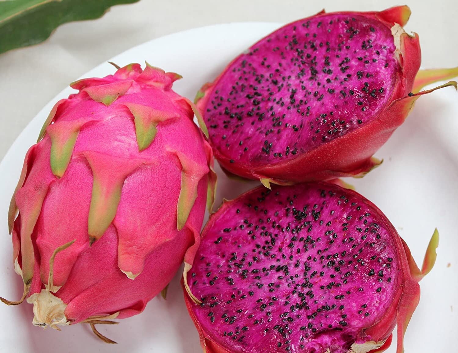 1 Red Dragon Fruit 8” Dark Pink Skin Red Flesh Ready To Plant