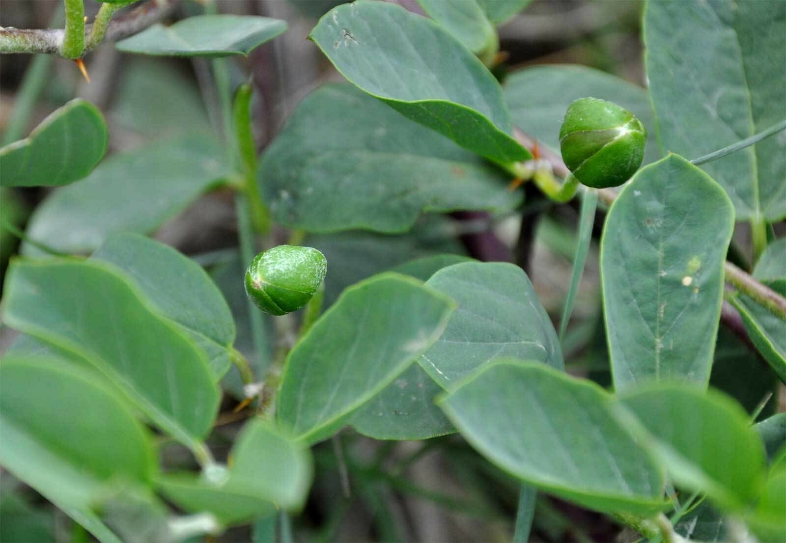 Capparis spinosa | Spineless Caper Bush | Flinders Rose | 50_Seeds