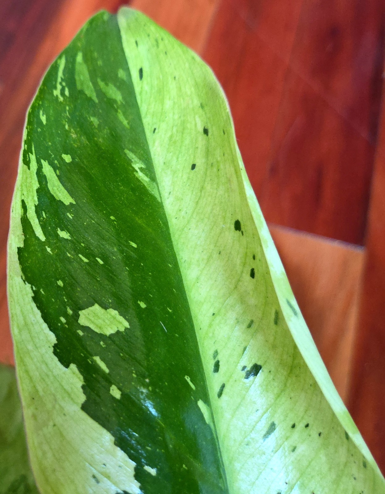 Rare Philodendron Mutant Jose Buono 27″ Wide Not Monstera Anthurium Syngonium