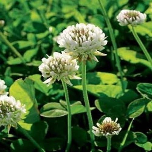 Versatile 2 lbs. White Clover Seeds – Perfect for Erosion Control & Ground Cover
