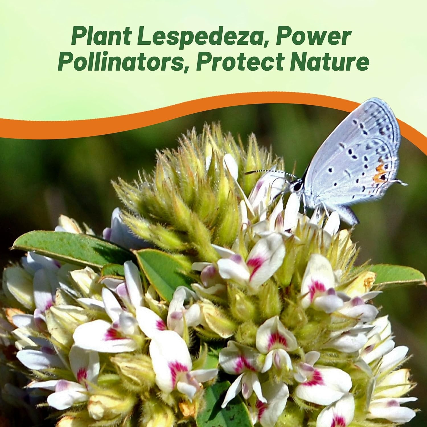 2000 Seeds Drought Resistant Lespedeza Capitata Round Headed Bush Clover