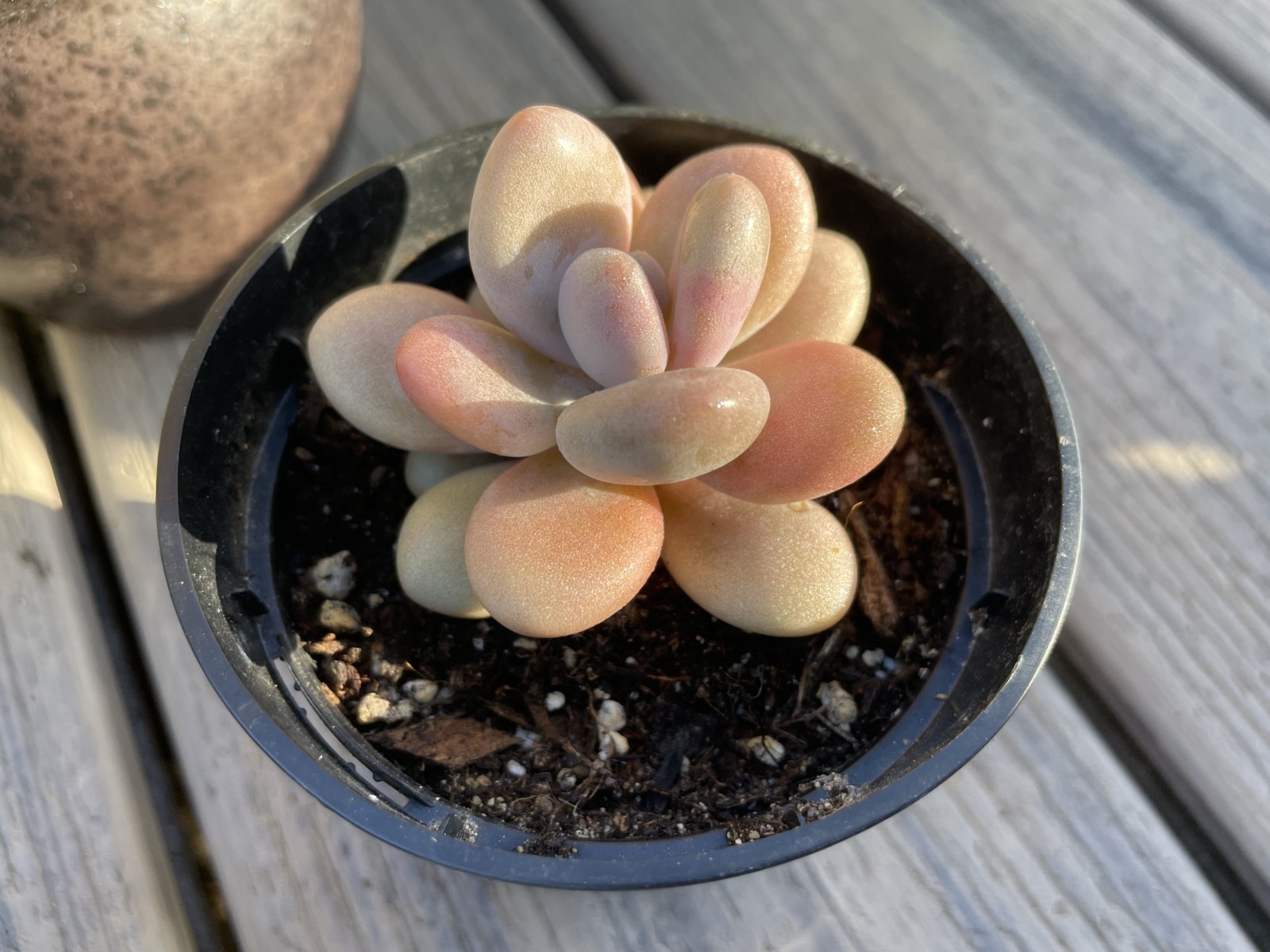 Rare Succulent Lavender Pebbles Decor Gift Live Plant Rooted 1-Head 2-3 Inch