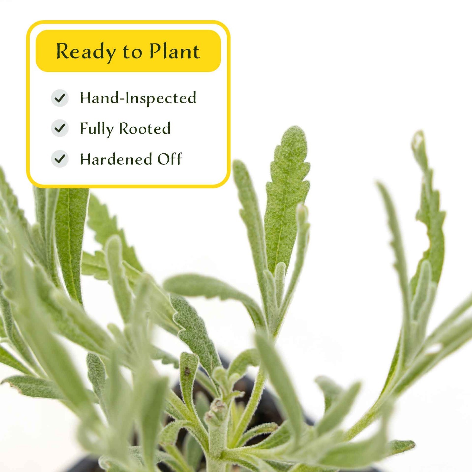 2 Goodwin Creek Lavender Plants in 3.5″ Cubes, Live Fragrant Herb (Lavandula)