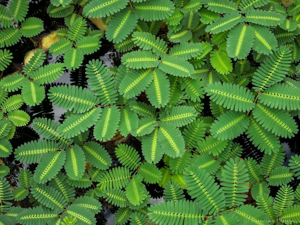 Live Water Mimosa Aquatic Tropical Marginal/Surface Pond Plant- Buy 2 Get 1 Free