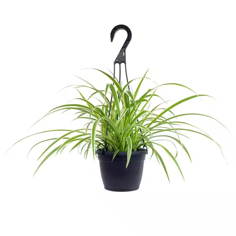 Pet Friendly Spider Plant Hanging Basket (Chlorophytum), Easy Care Trailing Indo