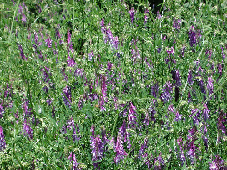 HAIRY VETCH SEEDS * NITROGEN FIXER * COVER CROP * COMPANION PLANT TO TOMATOES