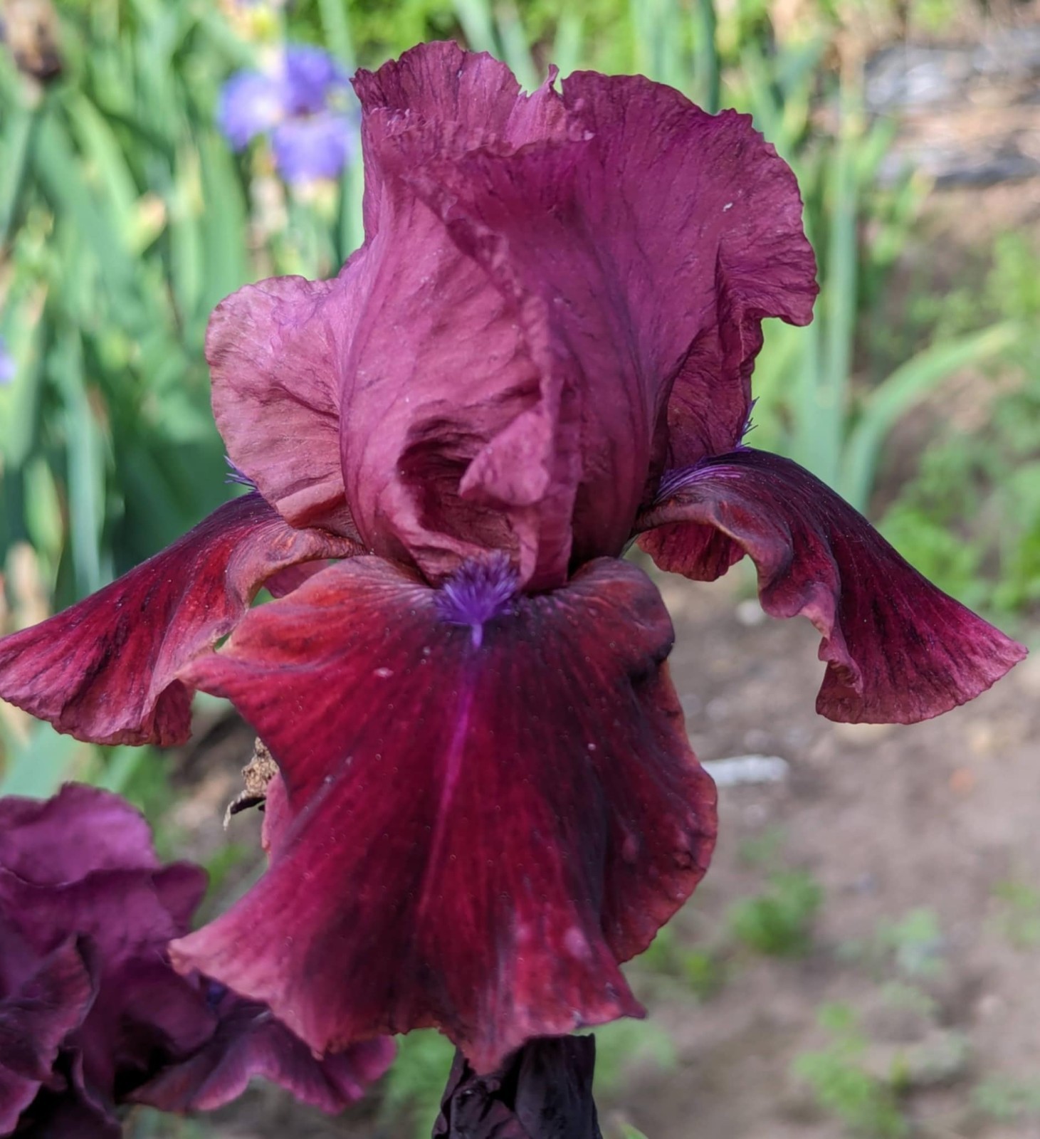 ‘Redneck Girl’ TB Bearded Iris Rhizome PRE-SALE to Ship Aug/Sept