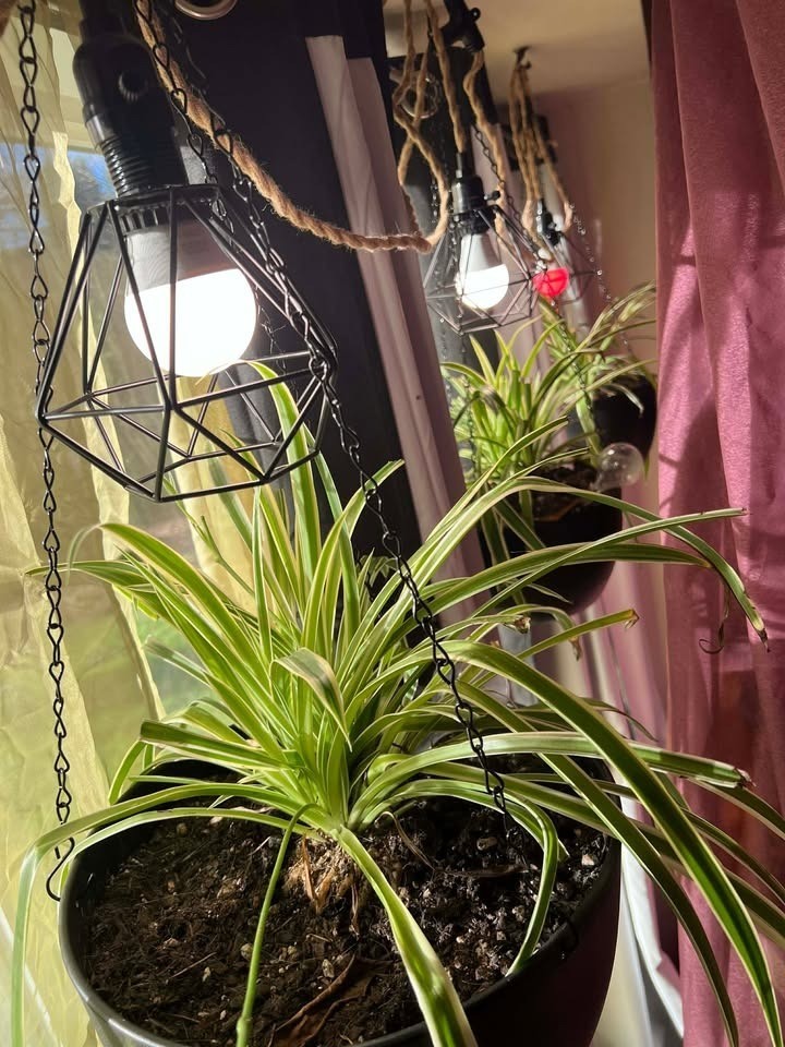 Spider Plant Rooted Seeding – Chlorophytum comosum – Variegatum (1 baby plant)