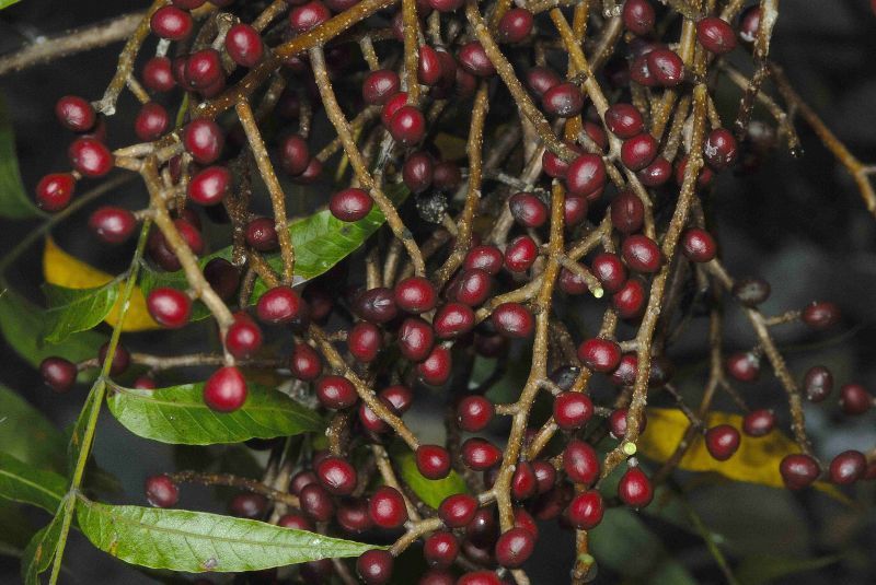 Chinese Pistache, (Pistachio) Pistacia chinensis, Tree Seeds
