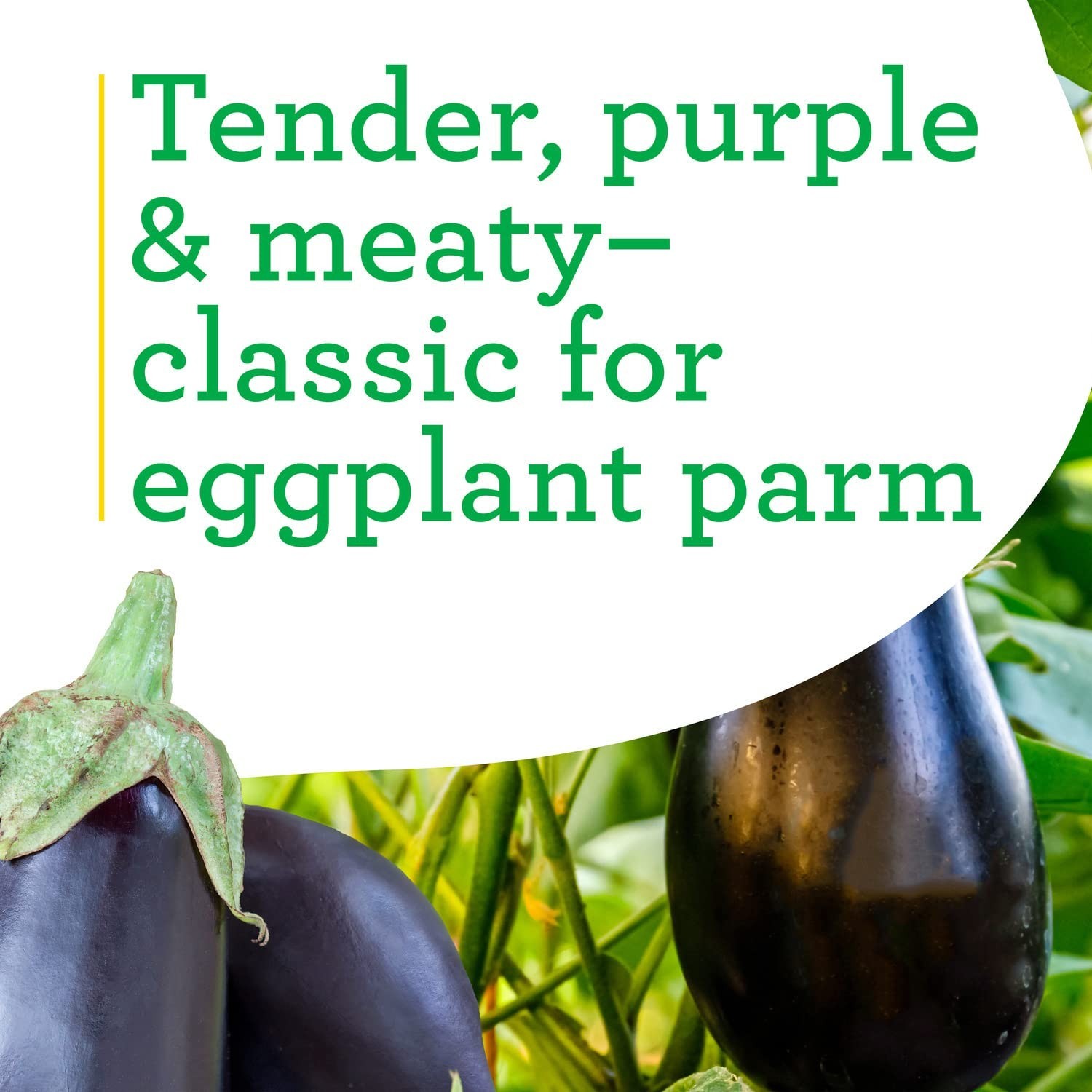Black Beauty Eggplant Live Plants – 4 Pack, 3-4 Ft Tall, Easy to Grow, Classic S