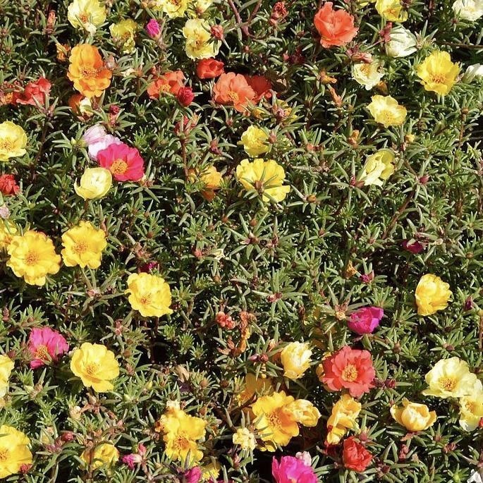4000 Moss Rose Portulaca Seeds – (Portulaca grandiflora)- Rainbow Color Mix