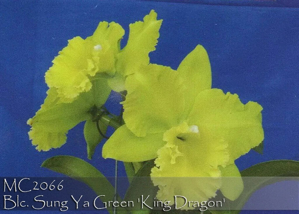Fragrant . Amazing Green Cattleya. Blc. Sung Ya Green ‘King Dragon’ Near Mature
