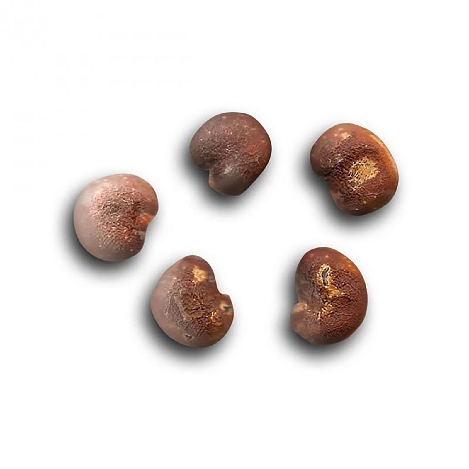 10 African Baobab Seeds – 10 Seeds (Adansonia digitata) – Pack of 10 Rare and Vi