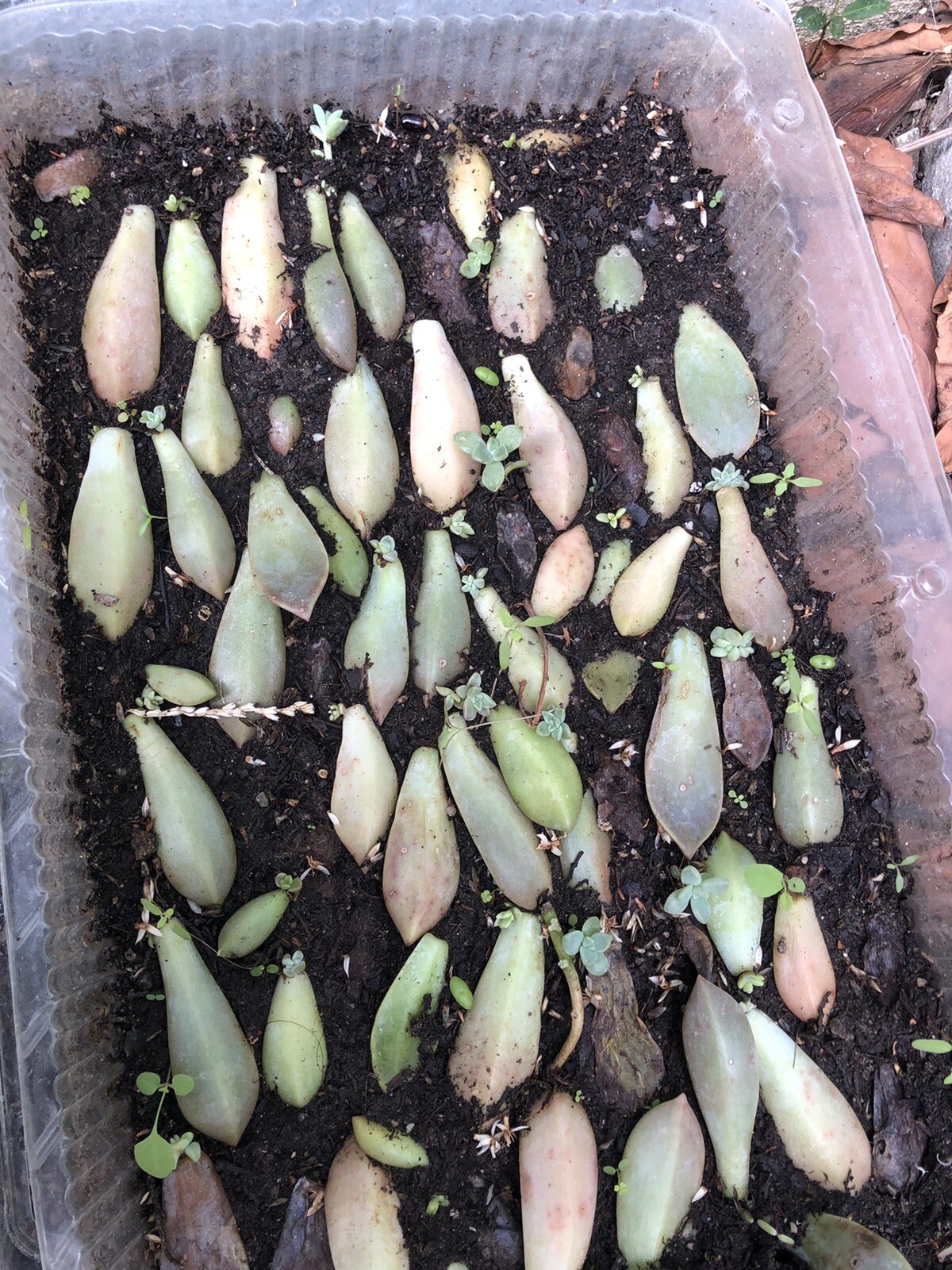 50 Color Succulent Leaf More Than 30 Diffirent Type