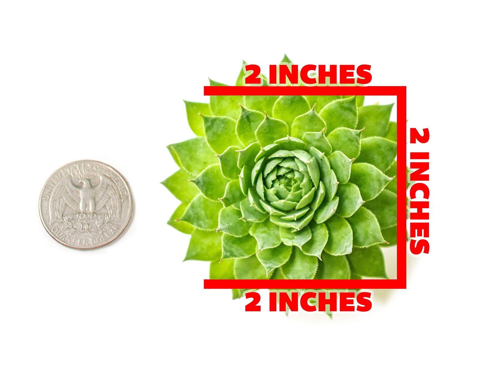 Plants For Pets Succulent 20 Sempervivum In Planter Pots Live Indoor Or Room