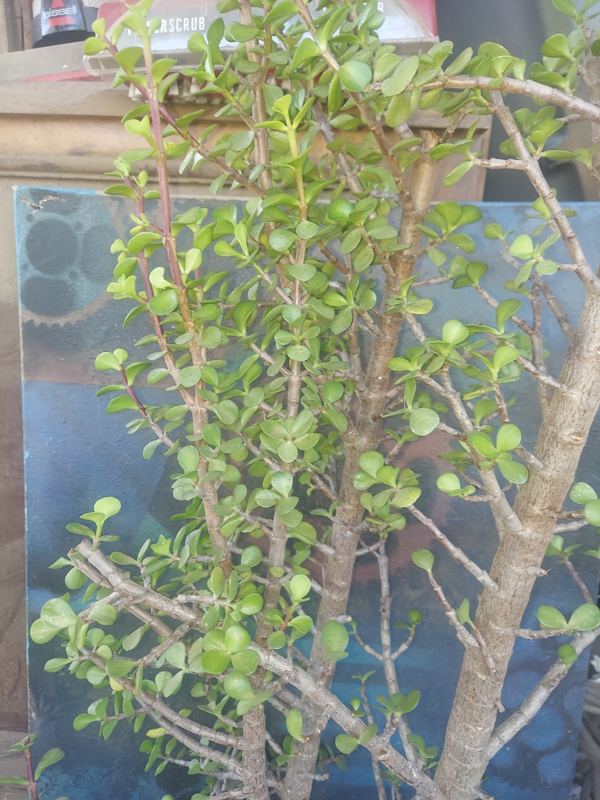 XL Jade Bonsai Tree Form Portulacaria Afra 43″ Tall Great Style Small Leaf