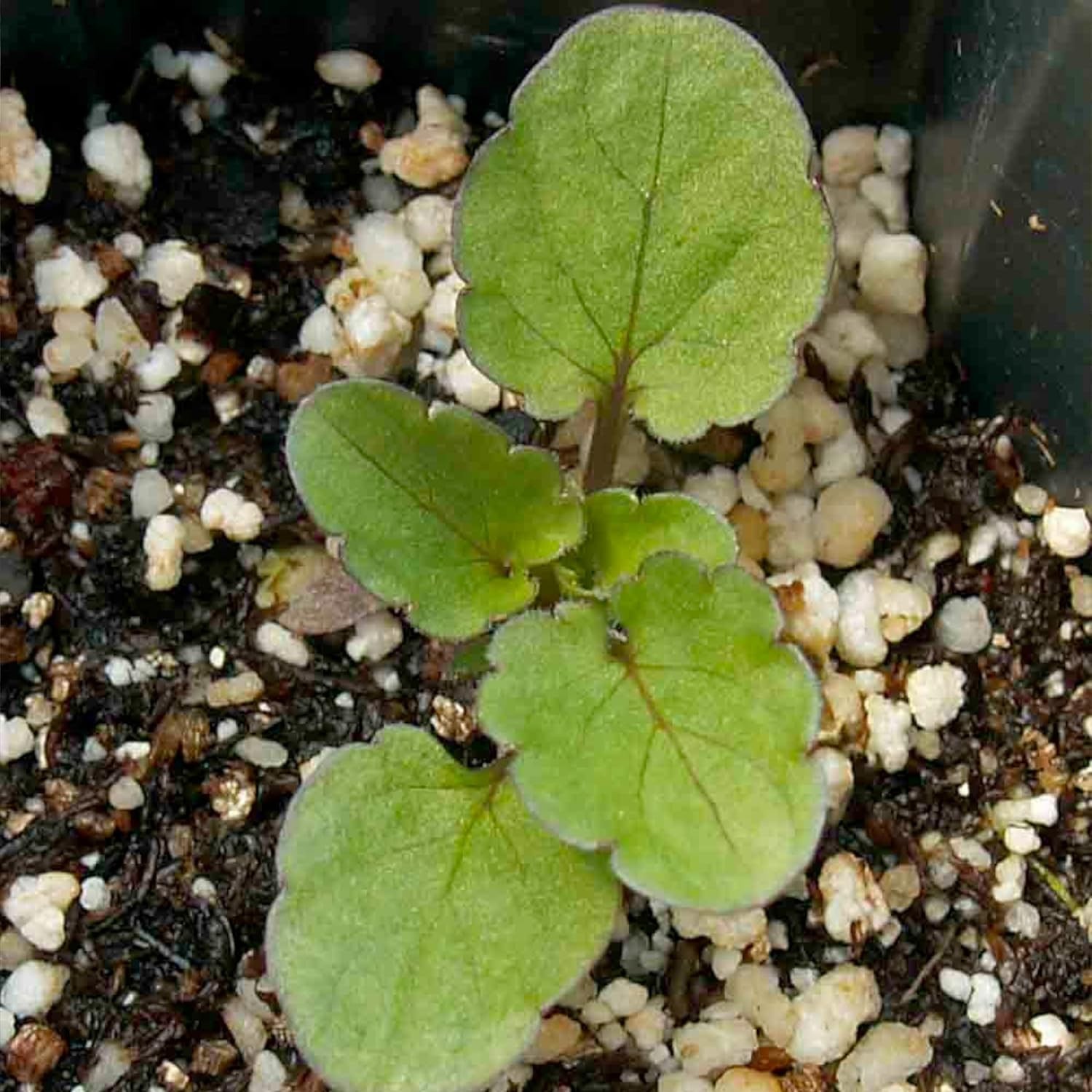 Pansy Seeds Flower Seeds Pollinator Attracting Edible Blooms Full Sun