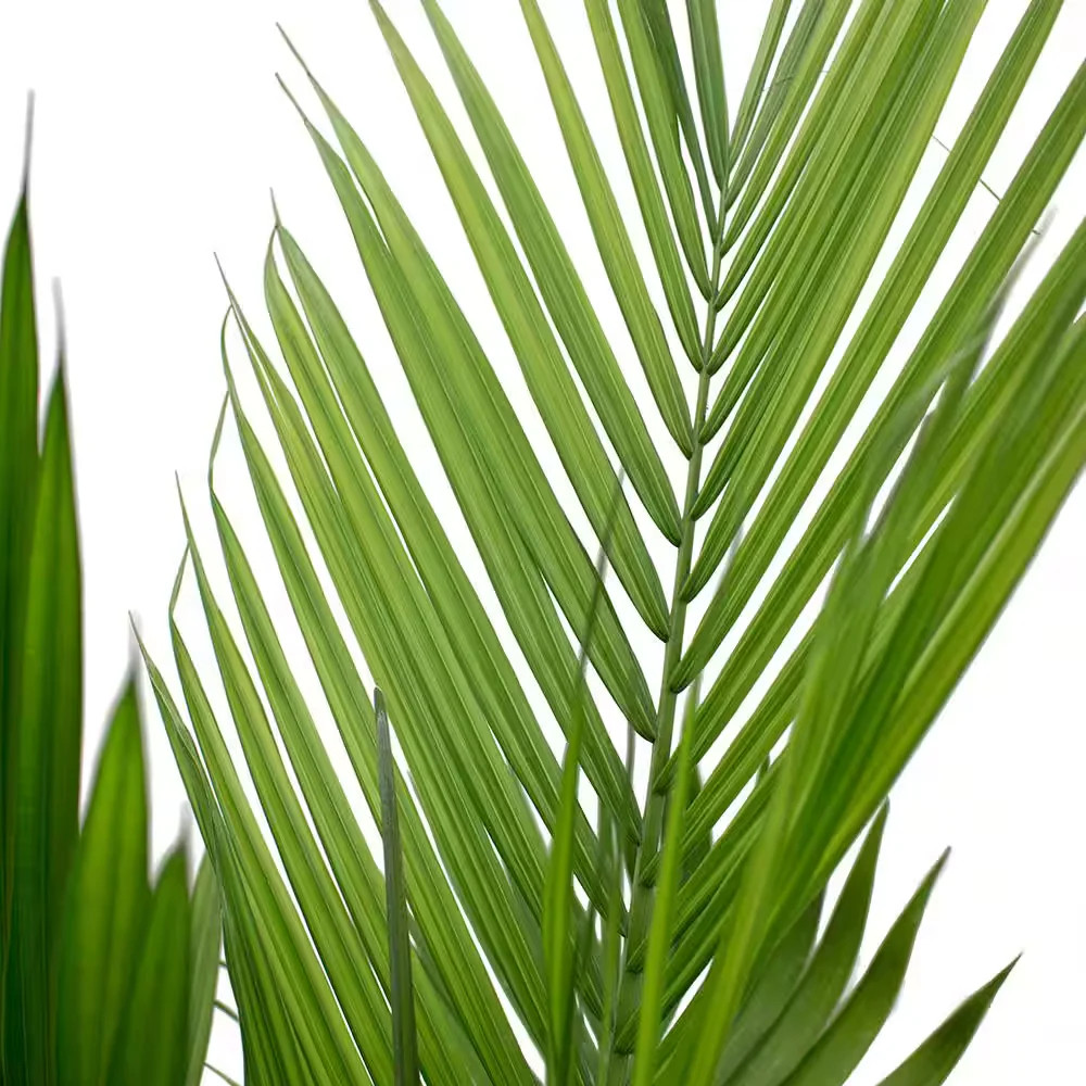 Costa Farms Majesty Palm 8.75in Pot 3-4ft Tall Indoor Live Plant
