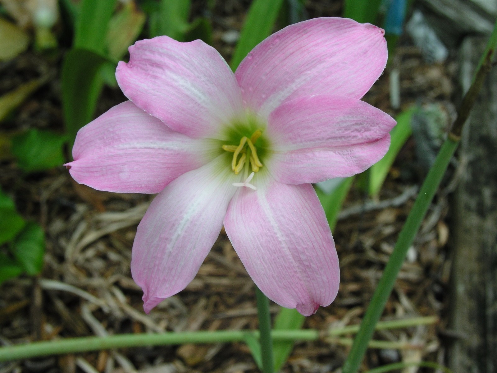 Rain Lily, Habranthus Floryi Green Base, 3 bulbs, NEW, RARE, zephyranthes