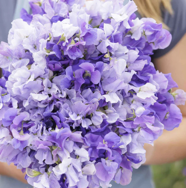 Sweet Pea BLUE MIX Fragrant Climbing Vine Blue Flowers Non-GMO 25 Seeds!