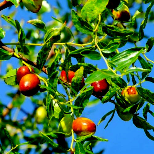 10 JUJUBE FRUIT TREE SEEDS RED CHINESE DATE INDIAN PLUM Superfruit Fast Hardy