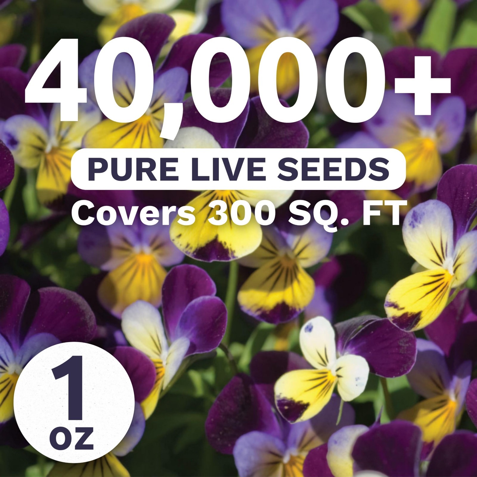 40,000 Viola Tricolor Flower Seeds – Bulk 1oz Pouch for Planting & Gardening