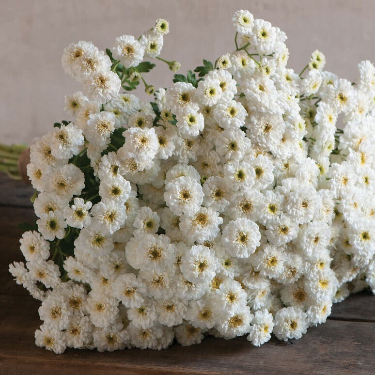 200+ Feverfew Tetra White seeds