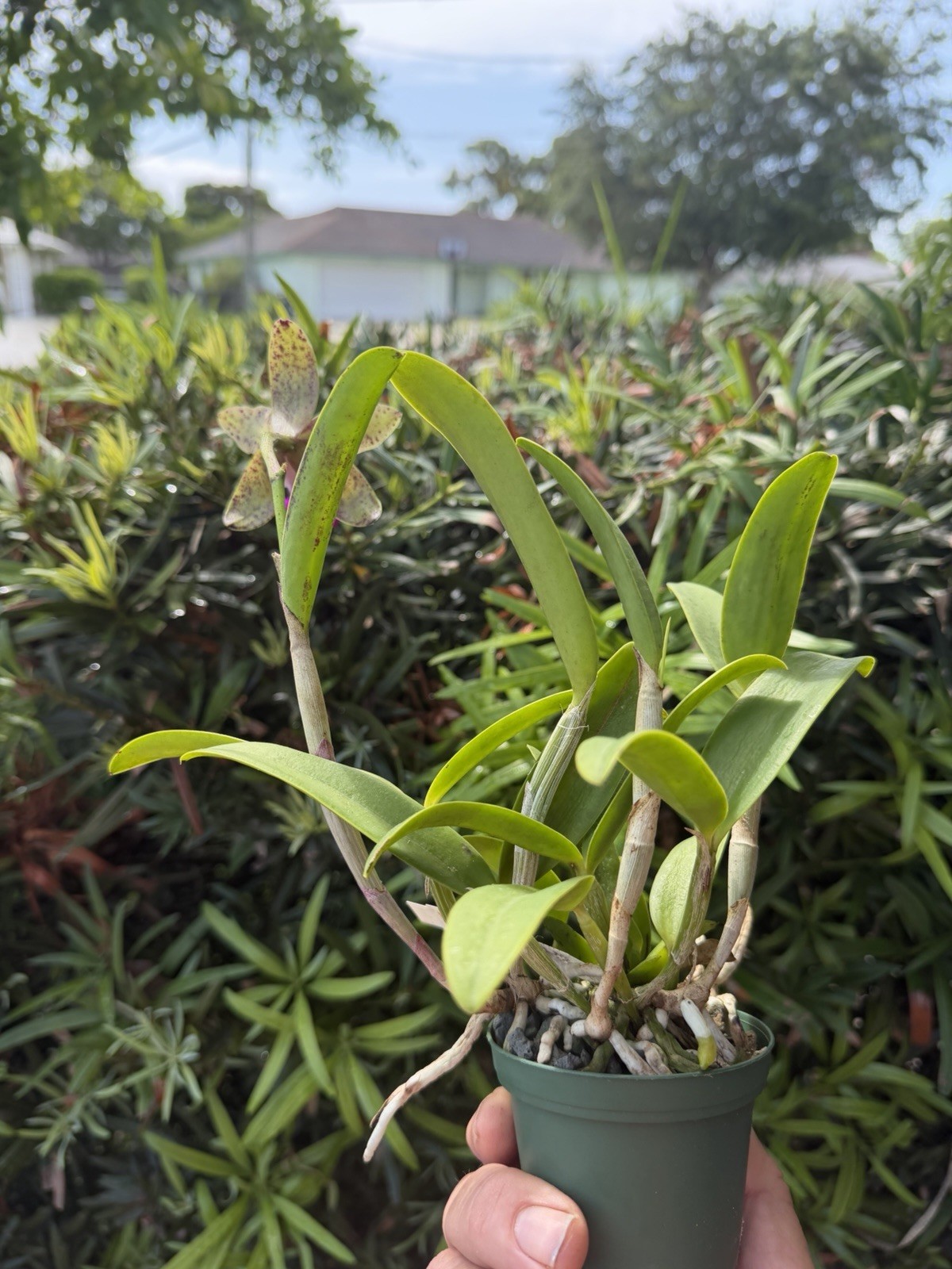 Cattleya Green Emerald Orchid Plant SPOTS! Mini! CUTE!