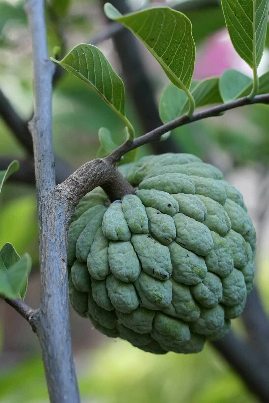 Annona squamosa | Sugar Apple | Sweetsop | 5_Seeds