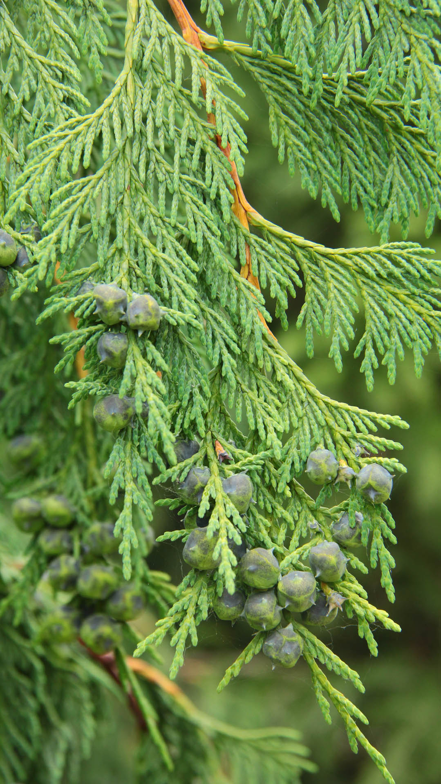 Cupressus nootkatensis ‘Glauca Pendula’ – Alaskan Cedar *Live Plant