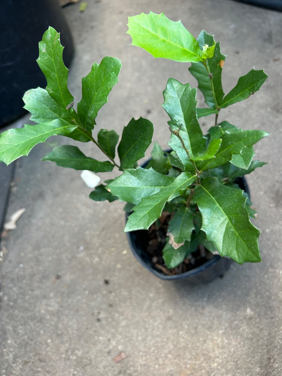 10 LIVE OAK ACORN Seeds For Planting