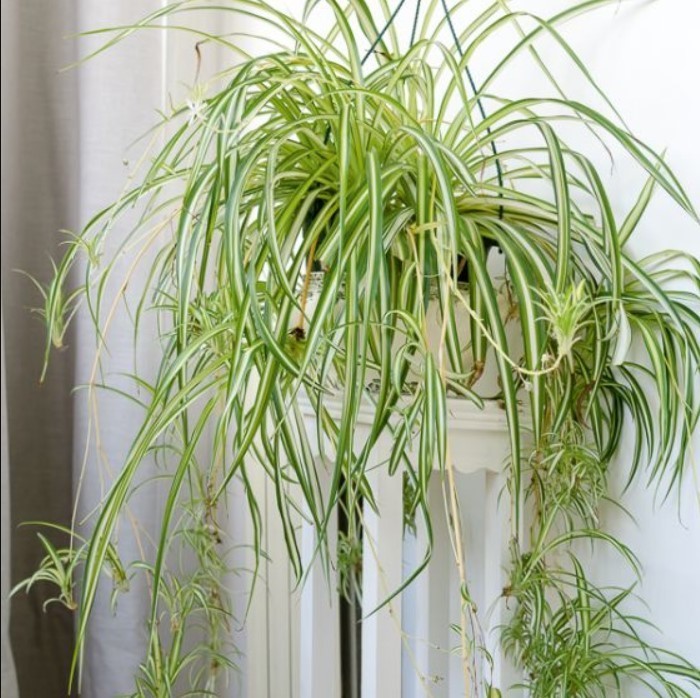 Variegated Spider Live Plant – 4-7″ Tall – Chlorophytum Air Purifier Houseplant