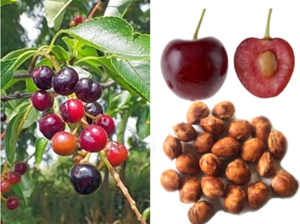 20 Black Cherry Seeds ~ Prunus serotina ~Fruit Bearing Tree ~Ready to Plant