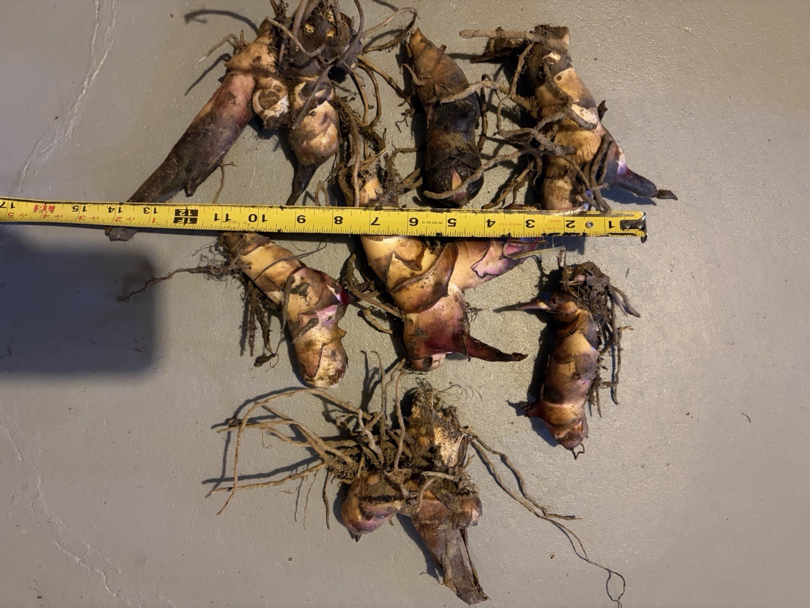 7 Canna Lily bulbs Rhizomes 5-7 feet large green leaves-Deer resistant