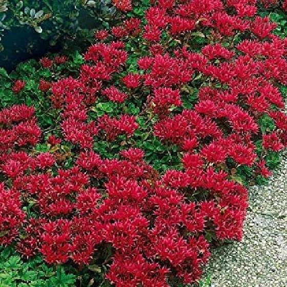 200 Seeds Sedum Dragon’s Blood Sedum Hispanicum B125-B126 Stunning Ground Colors