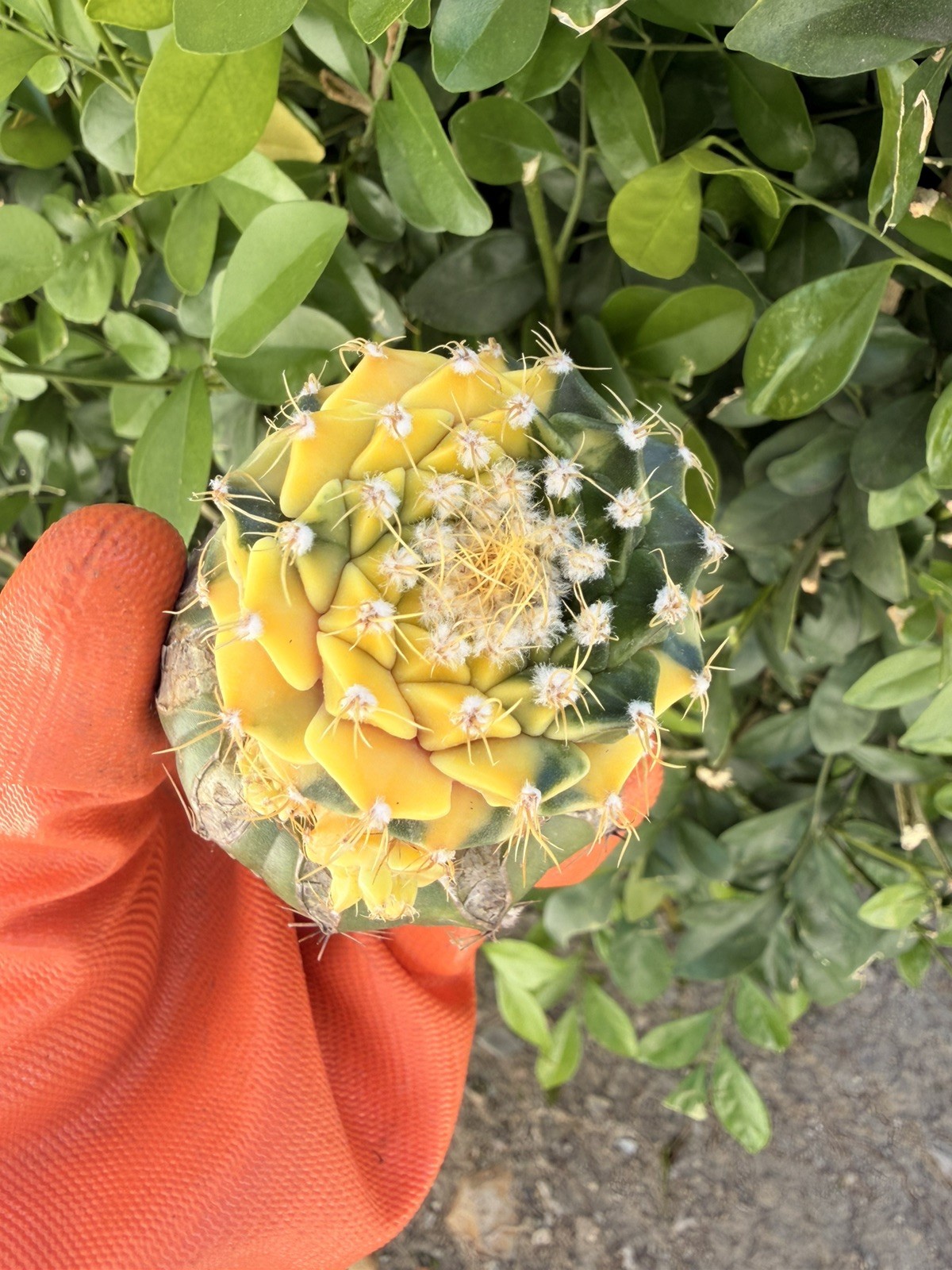 Rare Cactus Variegated Grafted