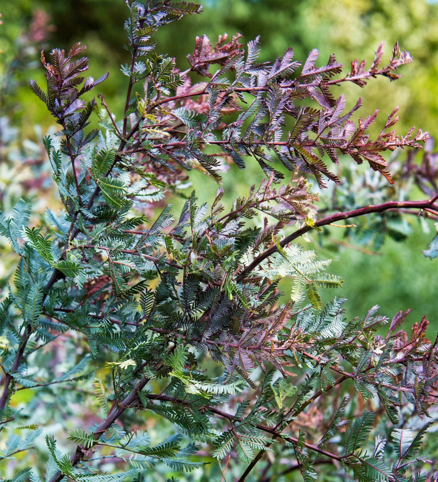 10 PURPLE ACACIA Baileyana Purpurea Fernleaf Mimosa Tree Yellow Flower Seeds