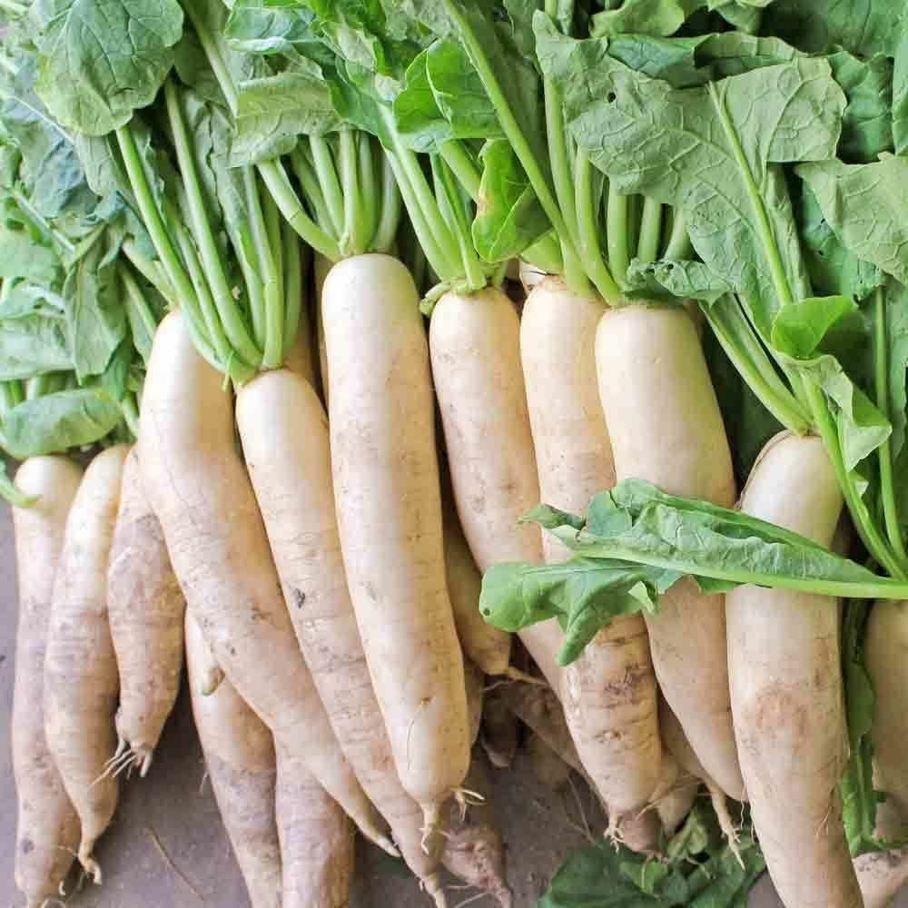 Radish Seeds . Japanese Minowase (Daikon) Non-GMO, ” COOL BEANS N SPROUTS